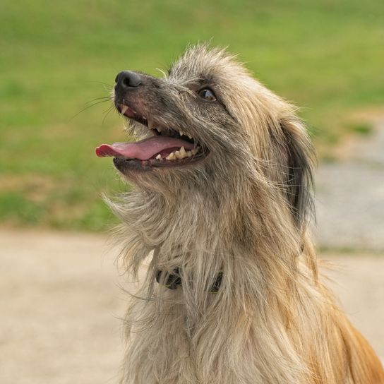 Single shot of male Pyrenean shepherd with long hair