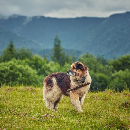 Romanian shepherd dog on green field