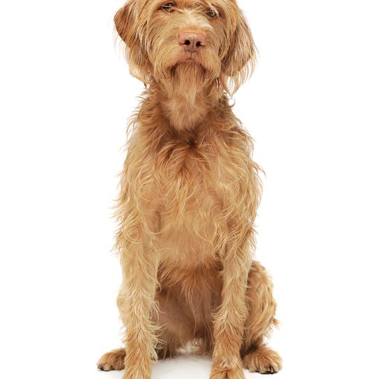Studio shot of an adorable wire-haired Magyar Vizsla looking curiously into the camera - isolated on a white background.