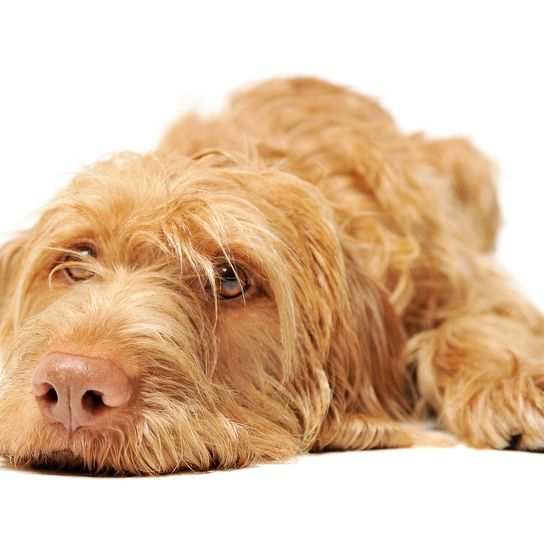 Studio shot of an adorable wire-haired Magyar Vizsla lying down and looking curiously at the camera - isolated on a white background.