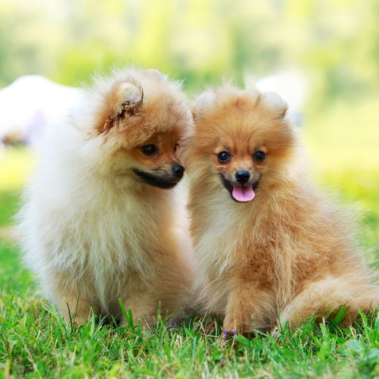 Two dogs of breed Miniature Spitz on green grass