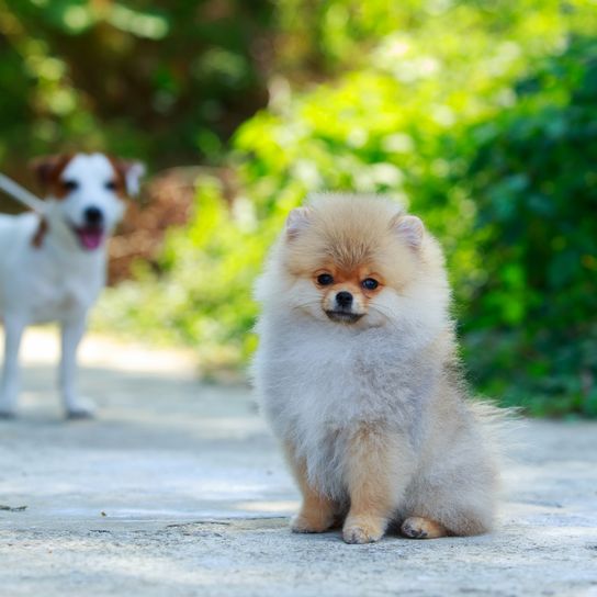 Dog breed dwarf spitz sits on a track