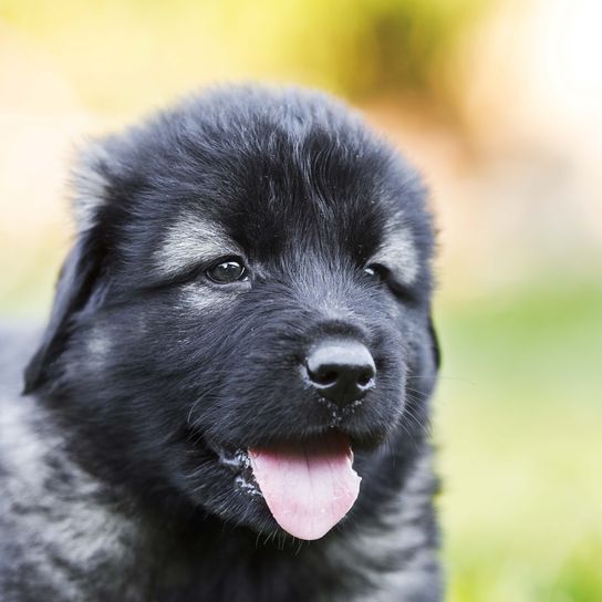 Portrait of sarplaninian shepherd puppy