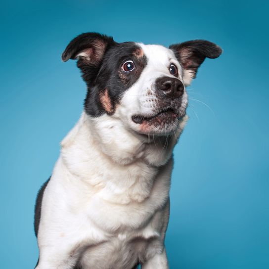 Cute border collie mix cattle dog on an isolated background stud farm Cute border collie mix cattle dog on an isolated background studio shot