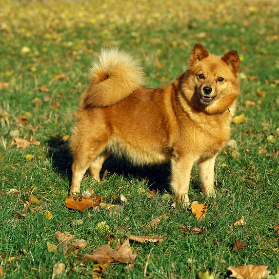 FINNISH SPITZ, ADULT IN DEAD LEAVES