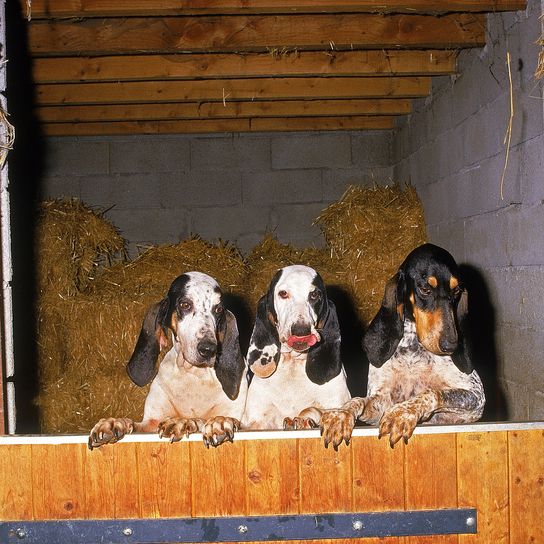 SMALL GASCON SAINTONGEOIS DOG, THREE ADULTS IN A HORSE BOX