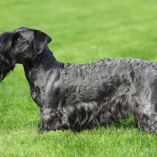 Czech terrier on a green lawn