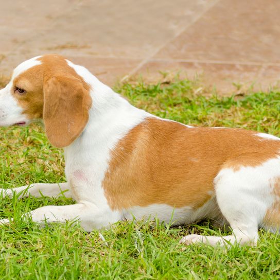 A young, pretty, white-orange Istrian Shorthaired Hound puppy sits on the grass. The Istrian Shorthaired Hound is a sniffer dog for hunting hares and foxes.