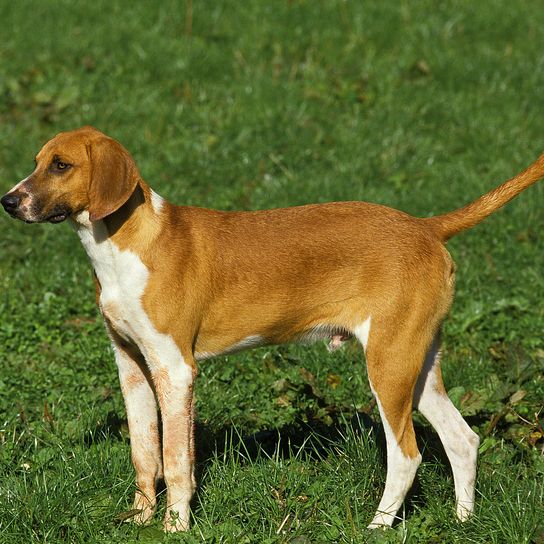 LARGE ANGLO FRENCH WHITE AND ORANGE HUNTING DOG, MALE STANDING ON GRASS