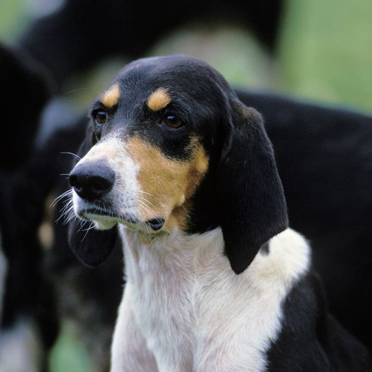 LARGE ANGLO FRENCH TRICOLOR DOG, PORTRAIT OF ADULT