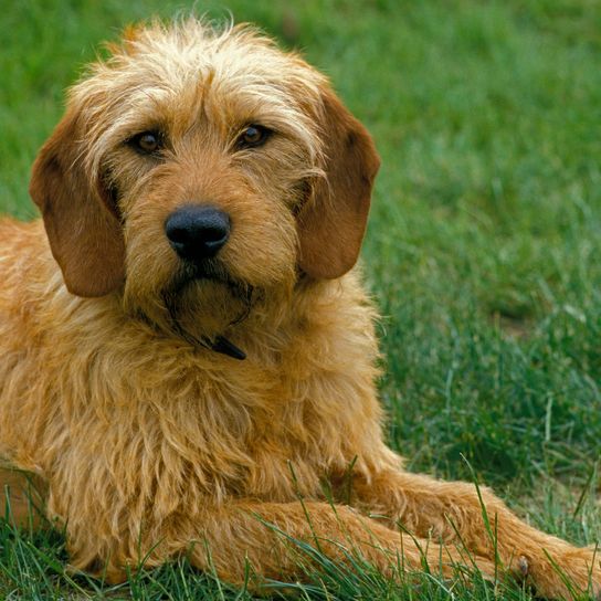 STYRIAN ROUGH-HAIRED MOUNTAIN DOG, PORTRAIT OF AN ADULT