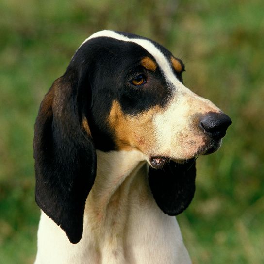 LARGE ANGLO FRENCH TRICOLOR DOG, PORTRAIT OF ADULT