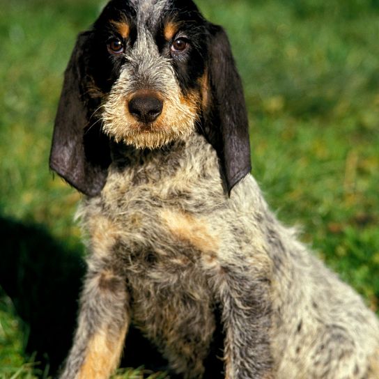 BLUE GRIFFON VULTURE DOG, ADULT, SITTING IN THE GRASS