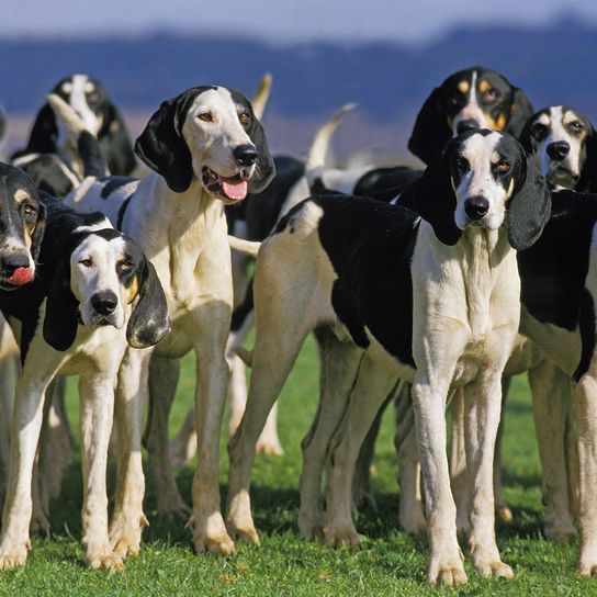LARGE ANGLO-FRENCH WHITE AND BLACK HUNTING DOG, PACK OF ADULTS
