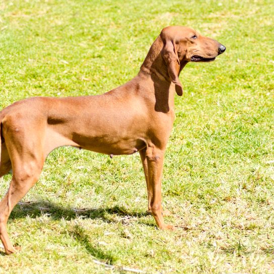 A young, beautiful, fawn-colored, smooth-haired Segugio Italiano stands watchfully in the grass. The Italian hunting dog has a long head and long ears and is used as a hunting dog.