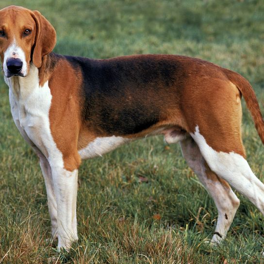 Poitevin dog, male standing on grass