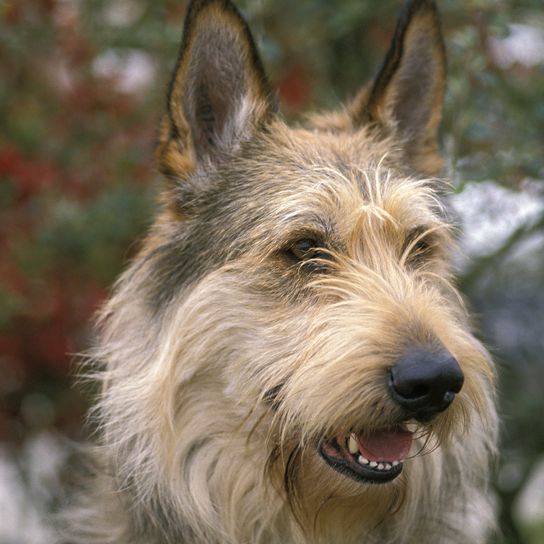 Picardy shepherd dog, portrait of an adult