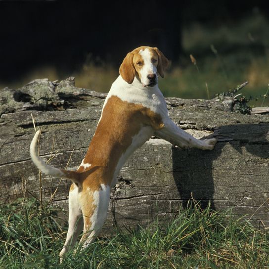 White and orange Great Anglo French Hound