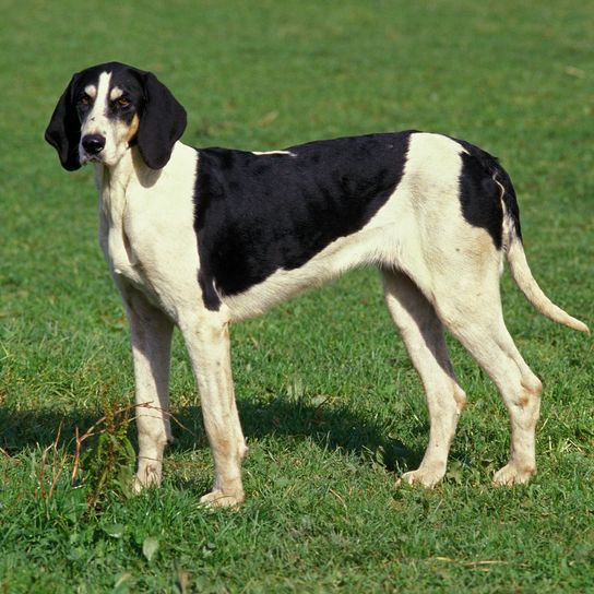 Great Anglo-French White and Black Hunting Dog
