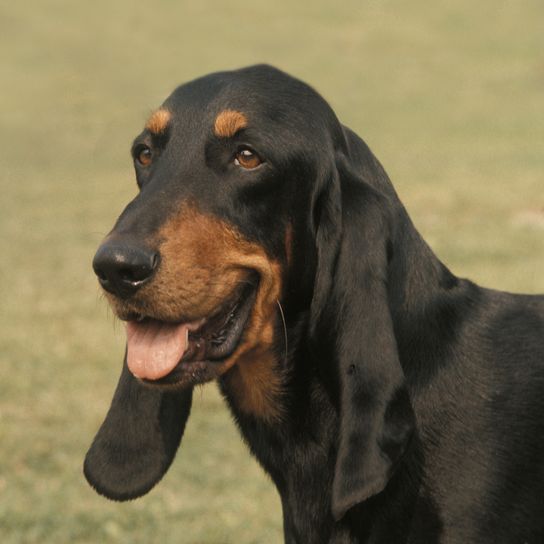 Jura or Bruno Hound, a Swiss breed