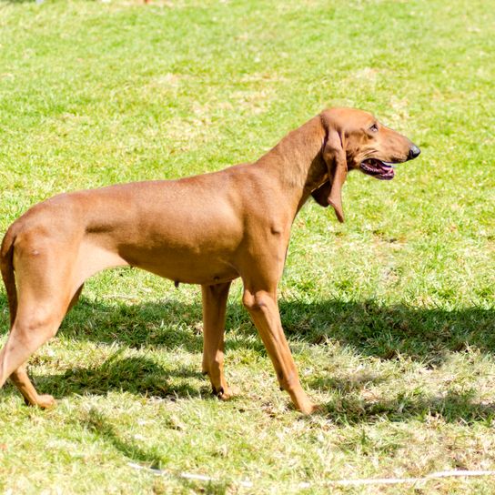 A young, beautiful, fawn-colored, smooth-haired Segugio Italiano stands watchfully in the grass. The Italian hunting dog has a long head and long ears and is used as a hunting dog.