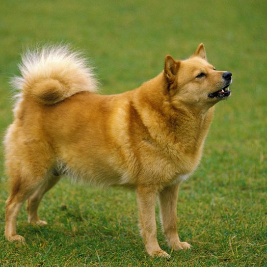 Finnish Spitz, dog standing on grass