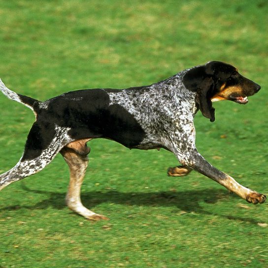 Great Blue Gascony Hound, male runs on grass