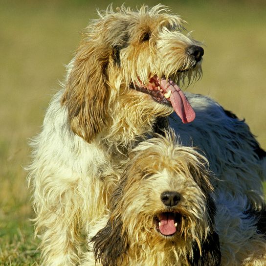 Great Griffon Vendeen dog