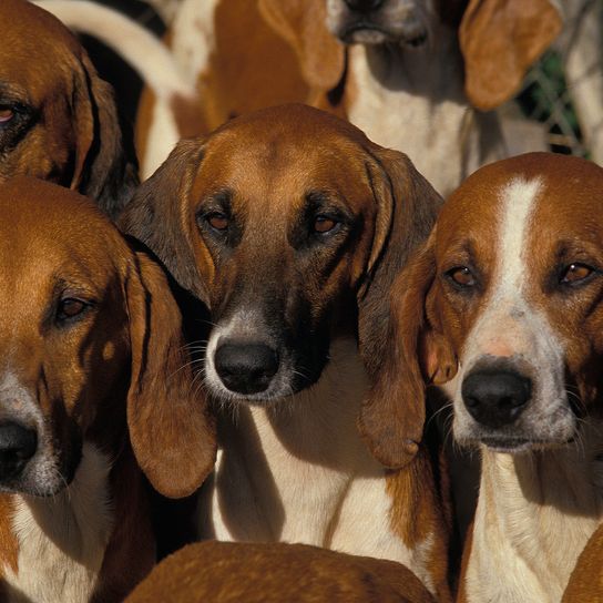 Poitevin dog portraits