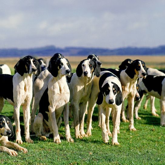 Large Anglo-French White and Black Hunting Dog, Pack for Fox Hunting