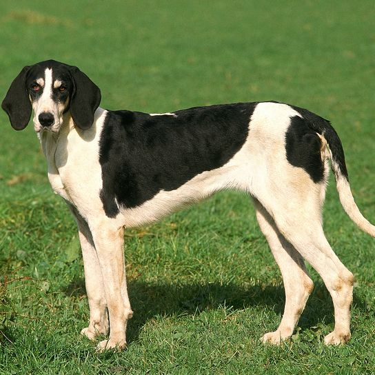 Large Anglo-French white and black hunting dog, dog standing on grass