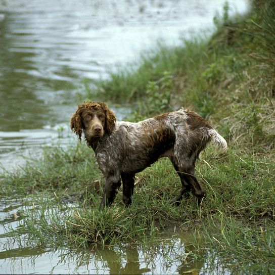 Pont Audemer Spaniel, a French pedigree dog
