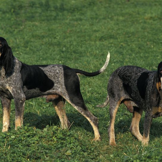 Small blue Gascon dog, dog standing on grass