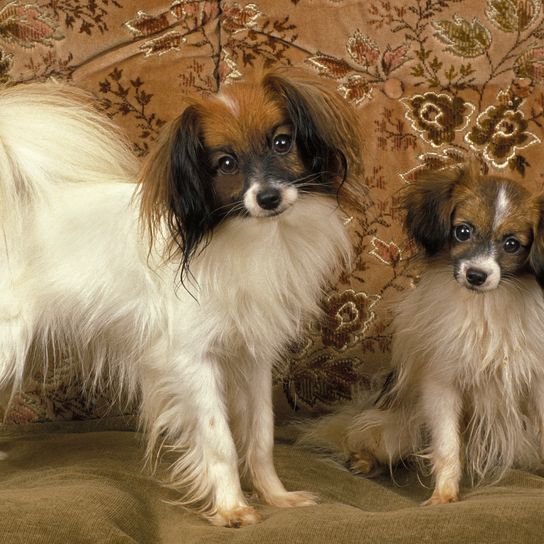 Phalene or Continental Toy Spaniel, dog standing on sofa