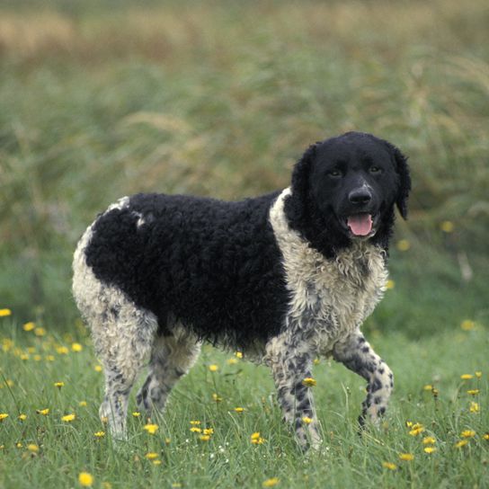 Frisian water dog standing on grass