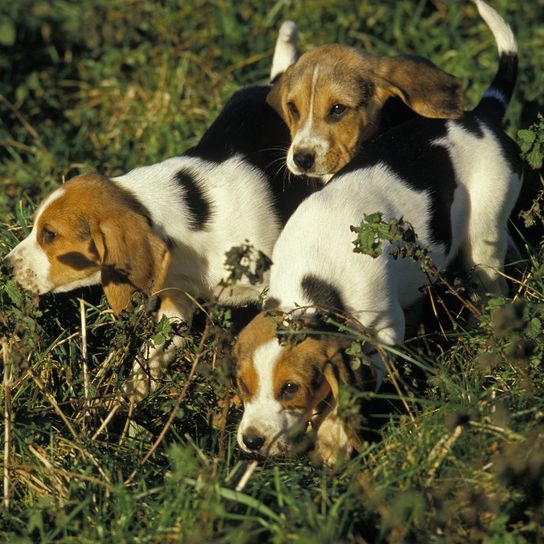 Artois hound, puppies, natural background