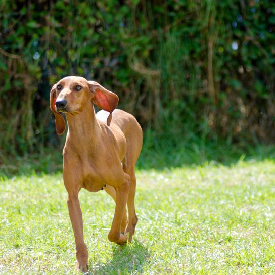 A young, beautiful, fawn-colored, smooth-haired Segugio Italiano dog that runs on the grass. The Italian Hound has a long head and long ears and is used as a hunting dog.