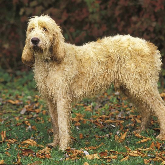 Great Griffon Vendeen under dead leaves