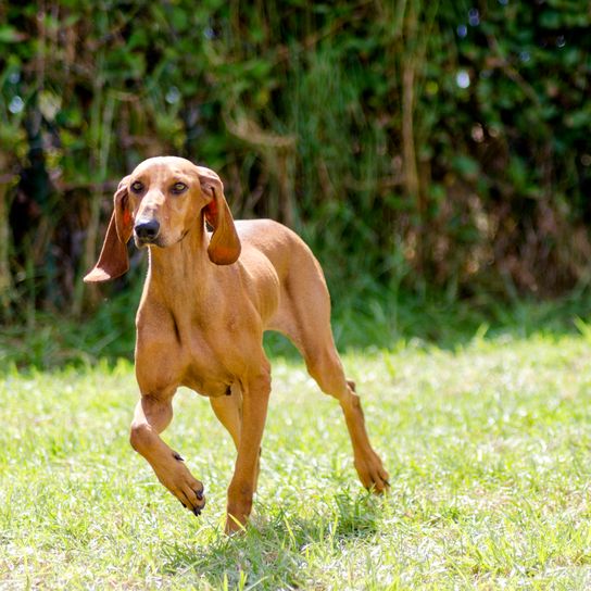 A young, beautiful, fawn-colored, smooth-haired Segugio Italiano dog that runs on the grass. The Italian Hound has a long head and long ears and is used as a hunting dog.