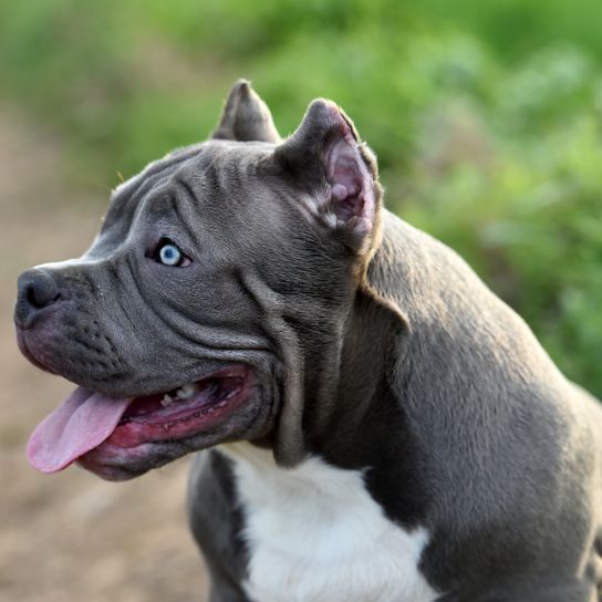 a beautiful American Bully dog on the green meadow A beautiful American Bully dog on the green meadow