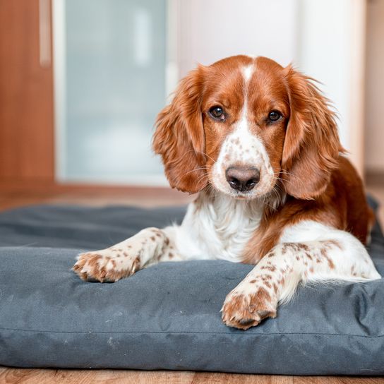 Cute welsh springer spaniel dog at home. Helthy adorable pretty dog.