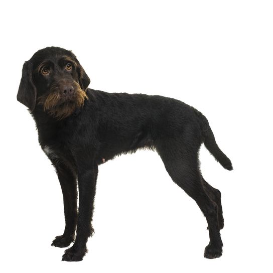 Standing female Cesky Fousek dog looking at the camera from the front, isolated on a white background
