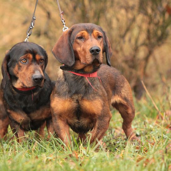 Alpine Dachsbracke