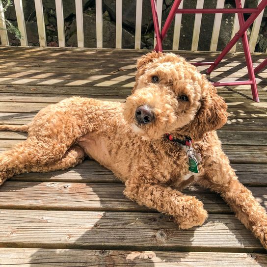 The Australian Labradoodle is a mix of Labrador Retriever, Poodle and Cocker Spaniel.