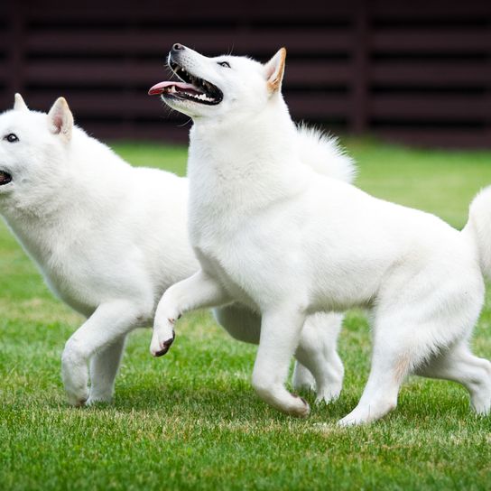 Two Hokkaido dogs on green grass