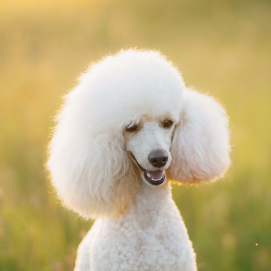 Small white poodle in the meadow. Pet in nature.