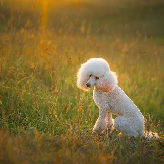 Small white poodle in the meadow. Pet in nature.