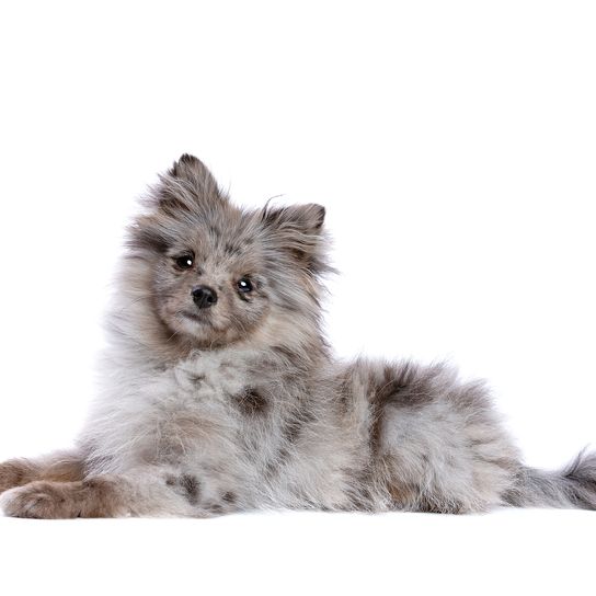 Blue merle Pomeranian dog against a white background