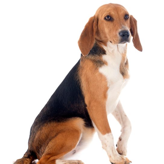 Young Beagle Harrier in front of a white background