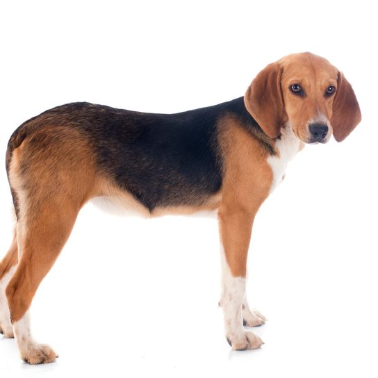 Young Beagle Harrier in front of a white background
